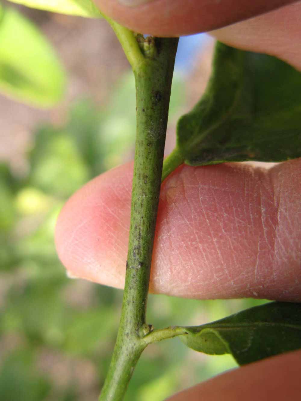              First year twig (Winter Haven, FL)       